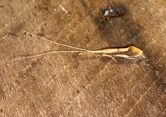 Triaenodes marginatus