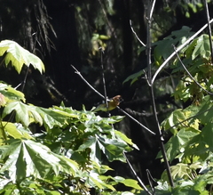 Pheucticus melanocephalus