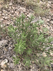 Heterotheca stenophylla