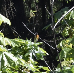 Pheucticus melanocephalus