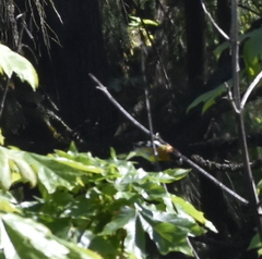 Pheucticus melanocephalus