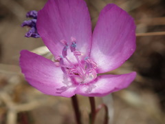 Clarkia lewisii