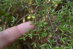 Coprosma microcarpa