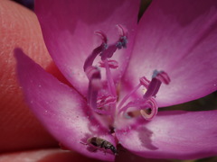 Clarkia lewisii