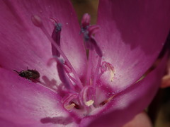 Clarkia lewisii
