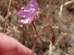 Clarkia lewisii