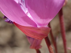Clarkia lewisii
