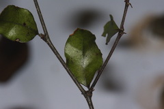 Nothofagus × solfusca