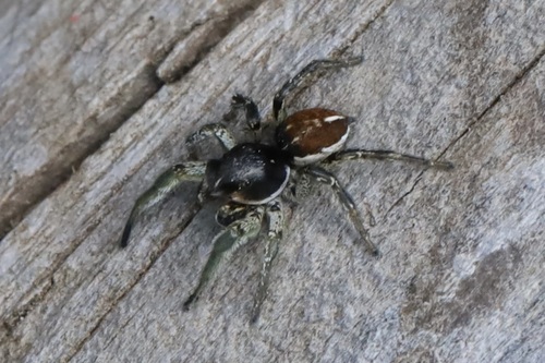 Habronattus americanus photo 2