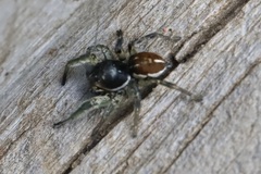Habronattus ophrys