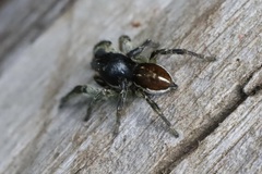 Habronattus ophrys