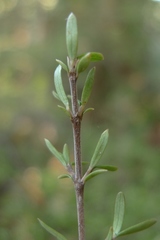 Coprosma microcarpa