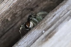 Habronattus ophrys