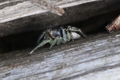 Habronattus ophrys