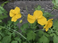 Chelidonium