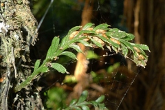 Tmesipteris tannensis