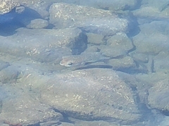 Diodon hystrix