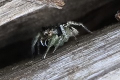Habronattus ophrys