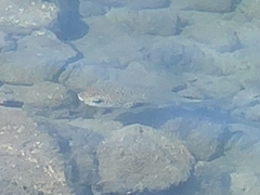 Diodon hystrix