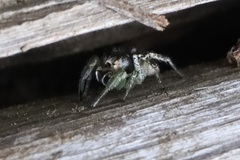 Habronattus ophrys