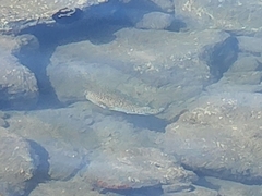 Diodon hystrix