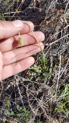 Papaver rubro-aurantiacum