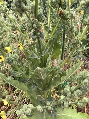 Verbascum galilaeum