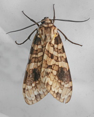 Elysius melanoplaga