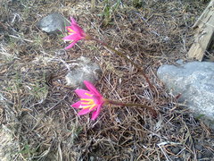 Zephyranthes carinata