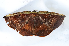 Episemasia