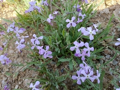 Matthiola lunata