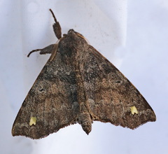 Olceclostera reperta