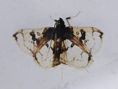 Compacta hirtalis