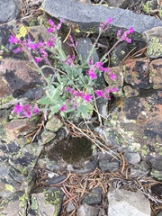 Boechera breweri breweri