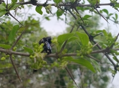 Clinteria coerulea