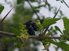 Clinteria coerulea