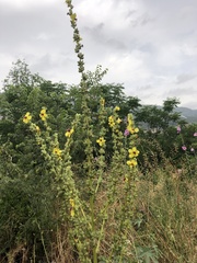 Verbascum galilaeum