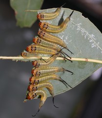 Lophyrotoma interrupta