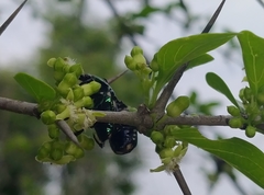 Clinteria coerulea