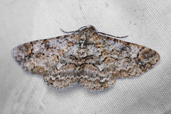 Iridopsis aglauros