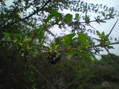 Clinteria coerulea