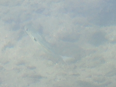 Mulloidichthys flavolineatus