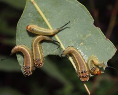 Lophyrotoma interrupta