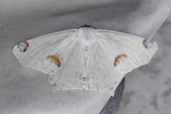 Sericoptera mahometaria