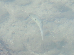 Mulloidichthys flavolineatus