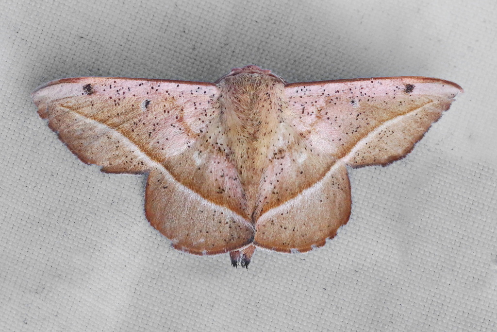 Druentica alsa