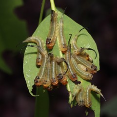 Lophyrotoma interrupta