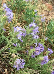 Polemonium brandegeei