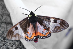 Dysschema panamensis