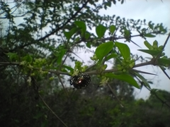 Clinteria coerulea